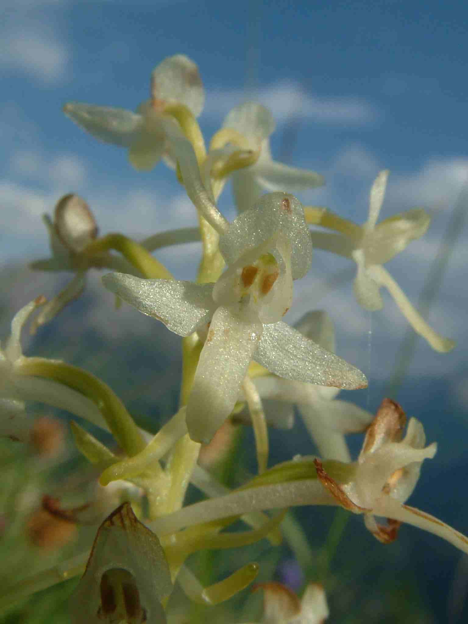 Platanthera bifolia 2