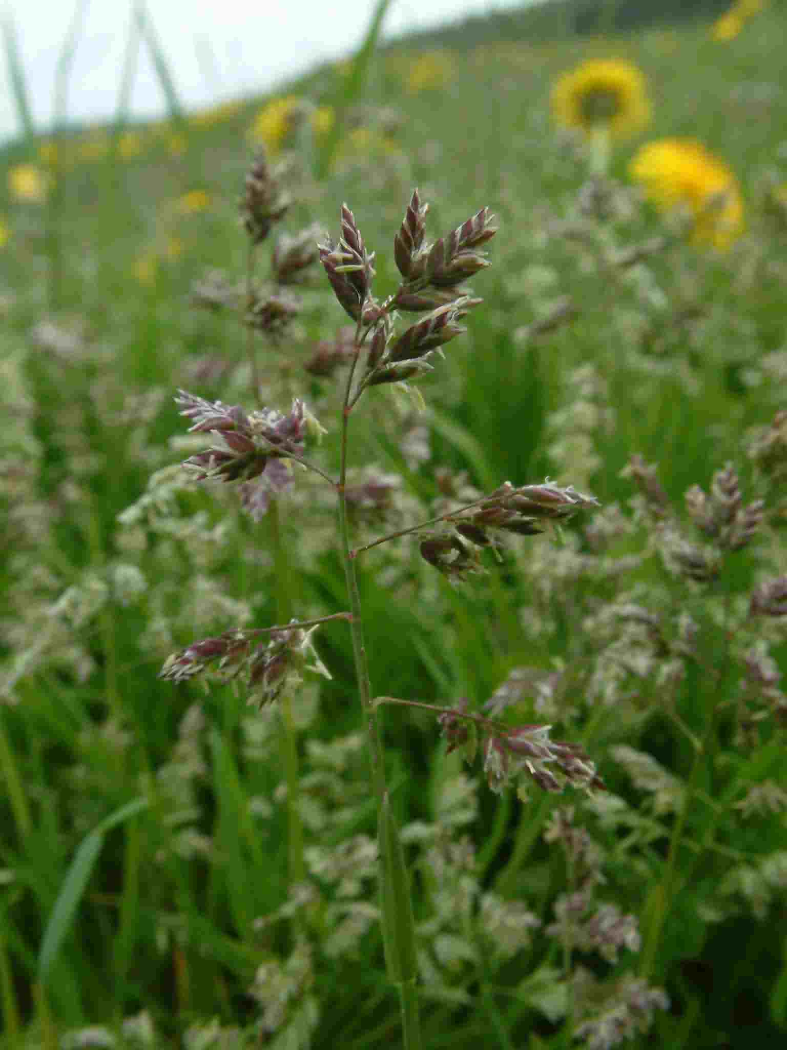 Poa annua