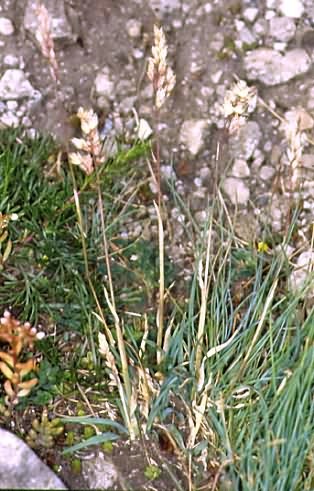 Poa badensis 1