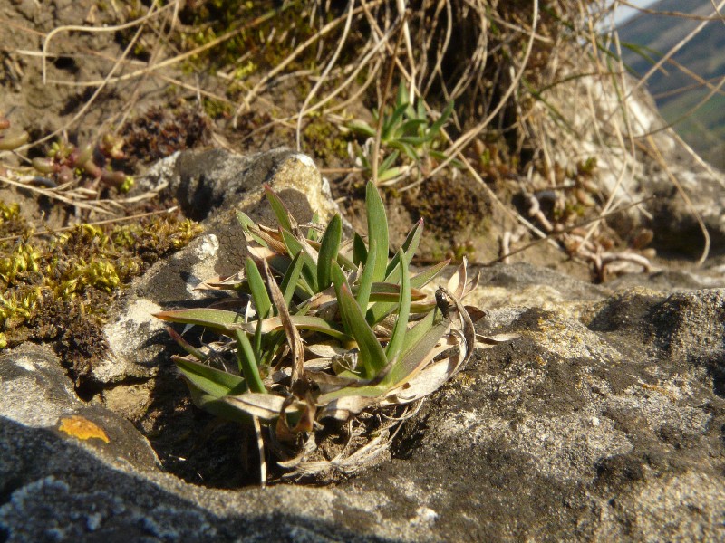 Poa badensis 2