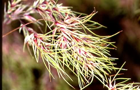 Poa bulbosa 2