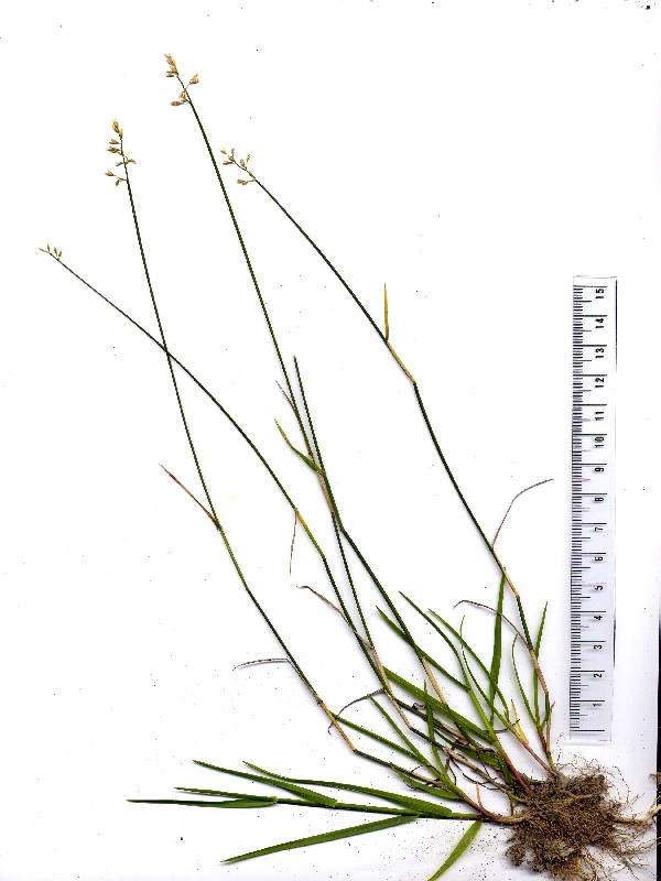 Poa compressa 1