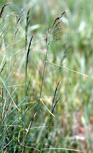 Poa nemoralis 1