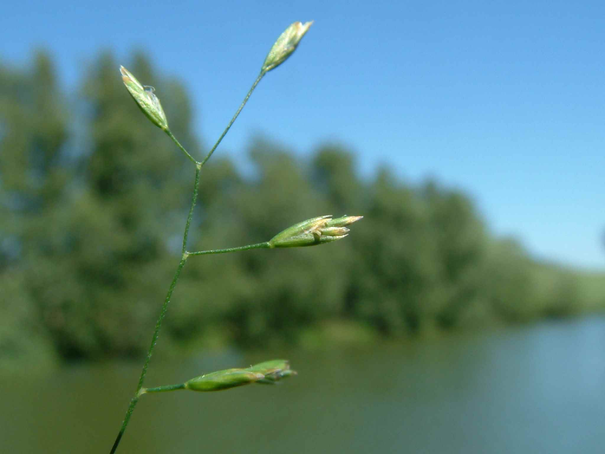 Poa palustris 1