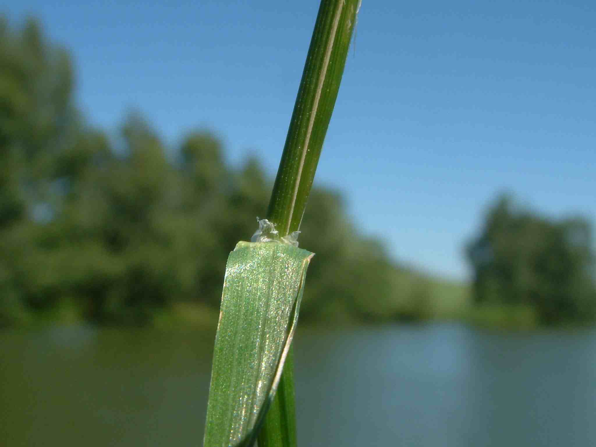 Poa palustris 2