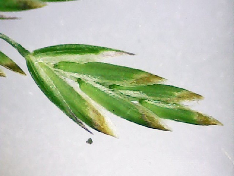 Poa palustris 3