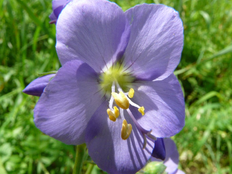 Polemonium caeruleum 2