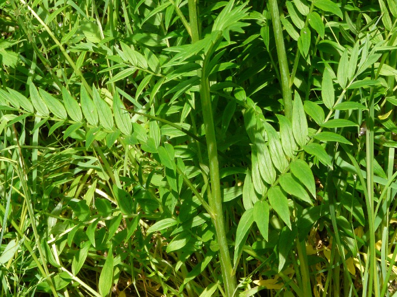 Polemonium caeruleum 3