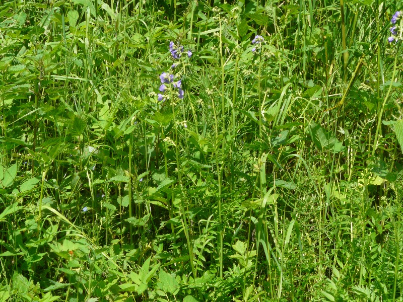 Polemonium caeruleum 1