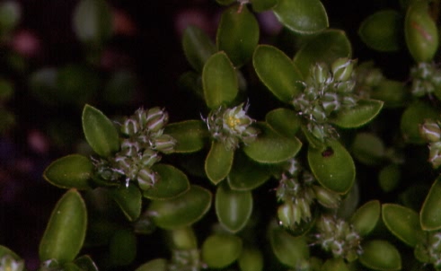 Polycarpon tetraphyllum 2