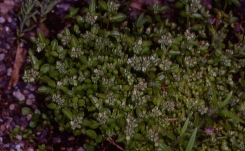 Polycarpon tetraphyllum 1