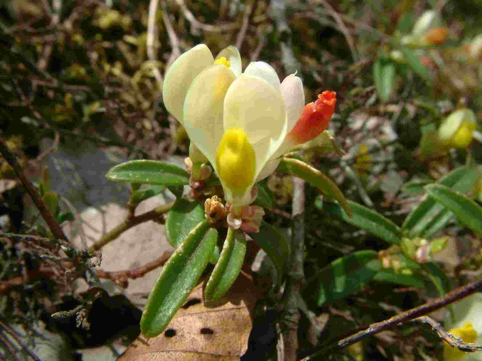 Polygala chamaebuxus 2