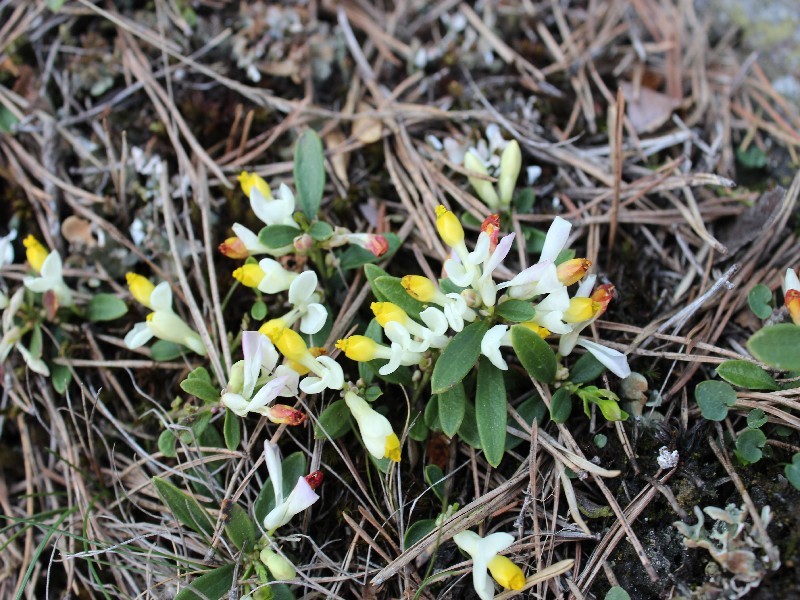 Polygala chamaebuxus 1