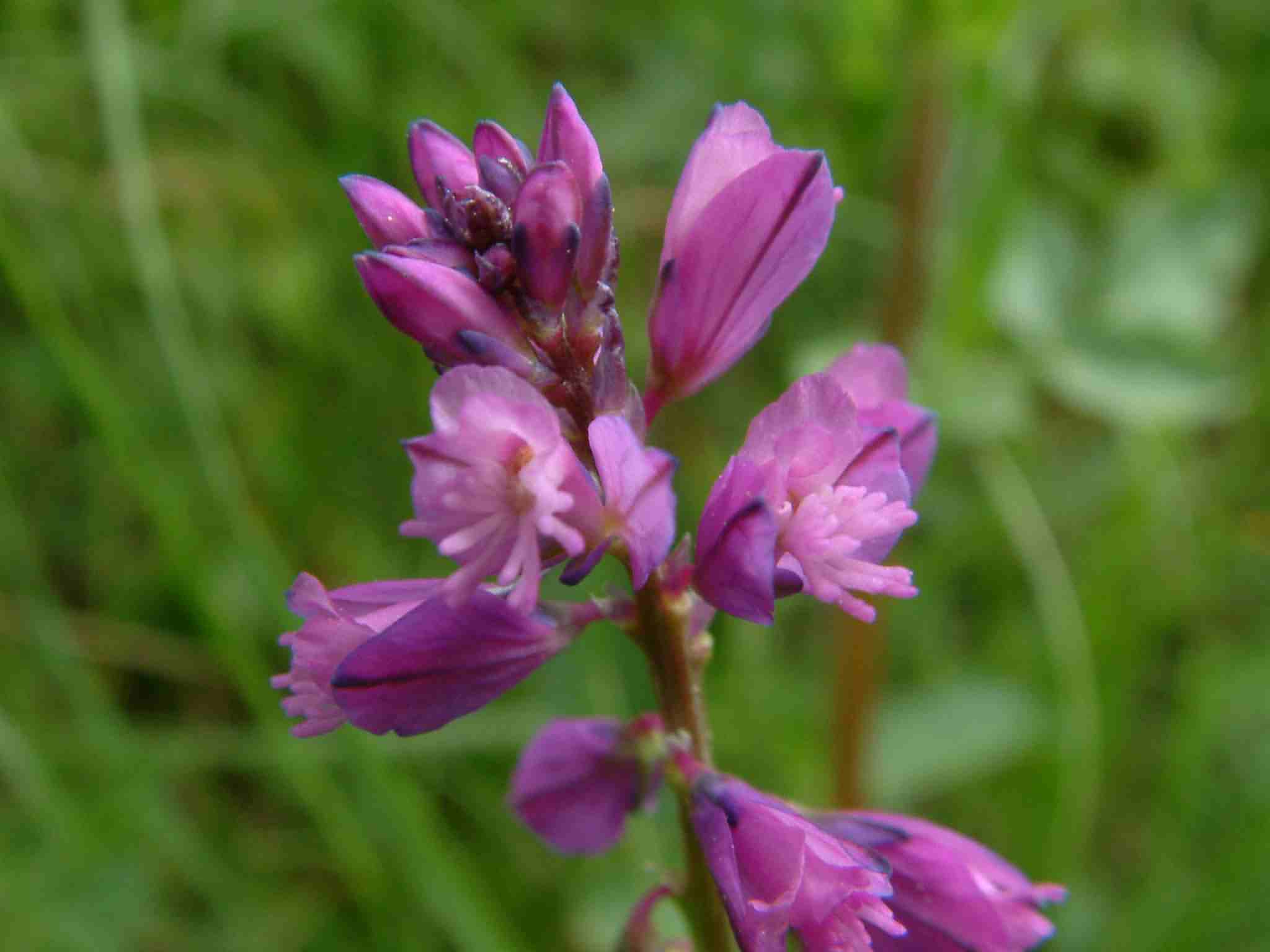 Polygala comosa 2