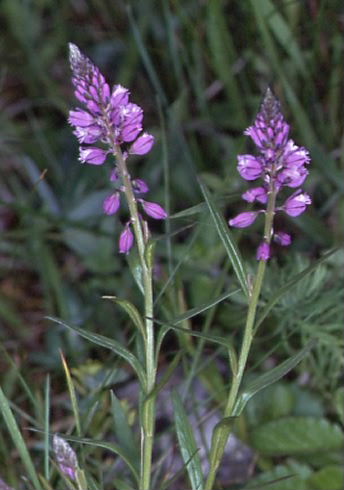 Polygala comosa 1