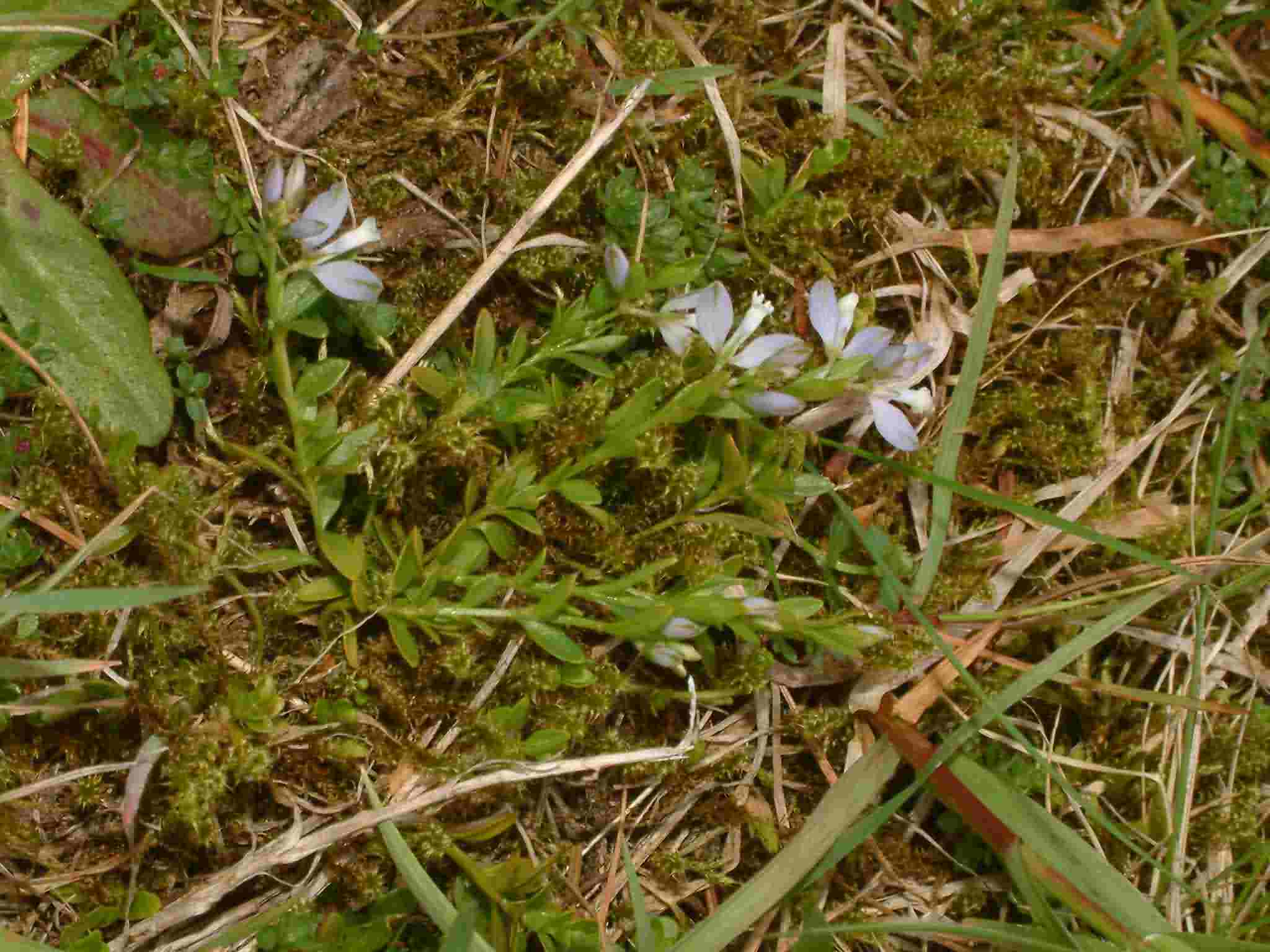 Polygala serpyllifolia 1