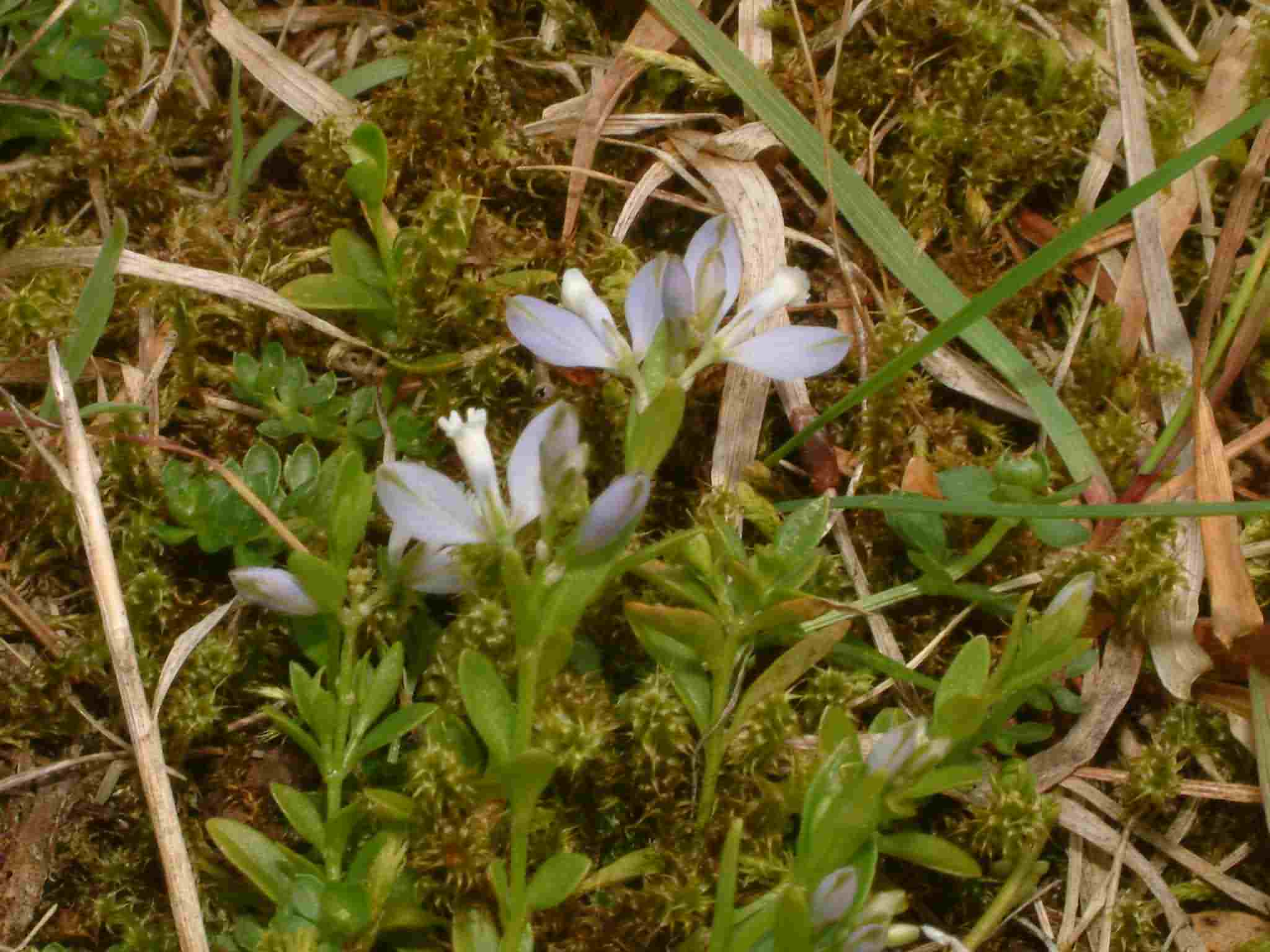 Polygala serpyllifolia 2