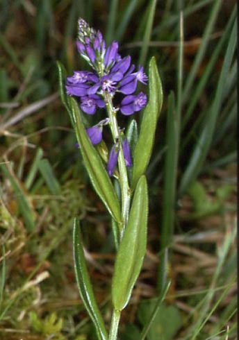 Polygala vulgaris 1