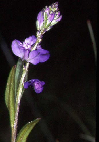 Polygala vulgaris 2