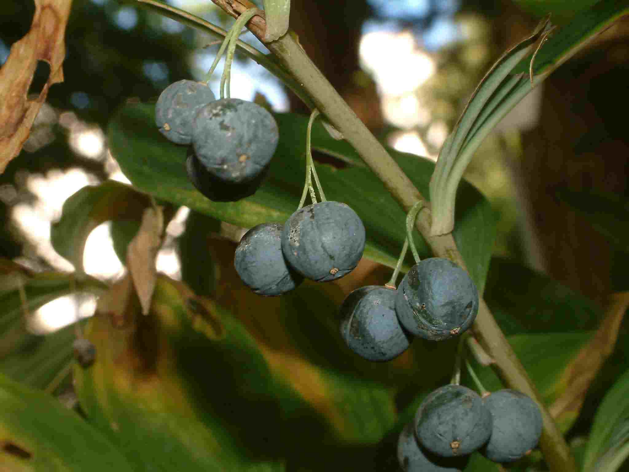 Polygonatum multiflorum 3