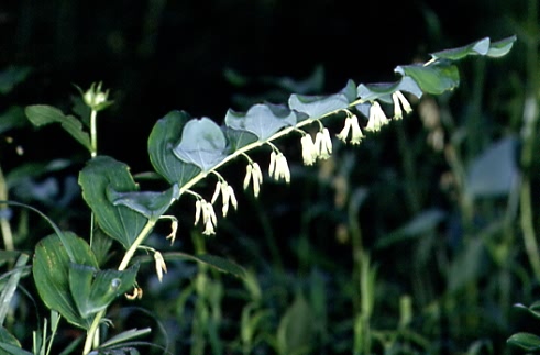 Polygonatum multiflorum 1