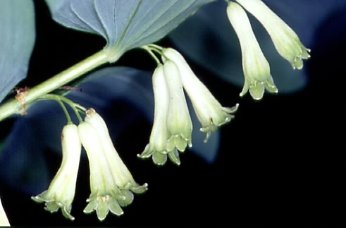 Polygonatum multiflorum 2