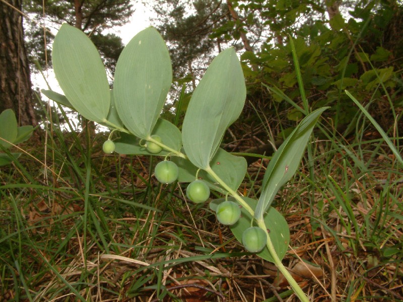 Polygonatum odoratum 3