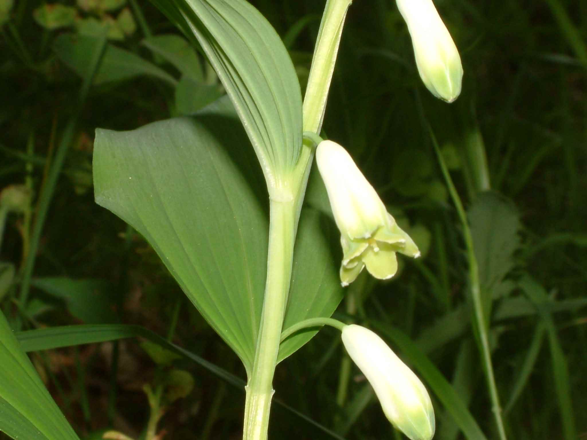 Polygonatum odoratum 2