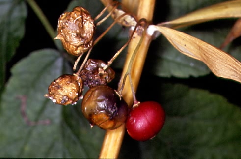 Polygonatum verticillatum 3