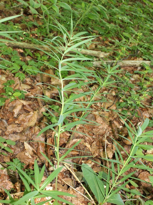 Polygonatum verticillatum 1