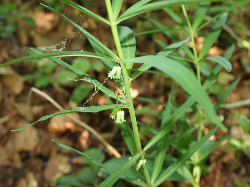 Polygonatum verticillatum 2