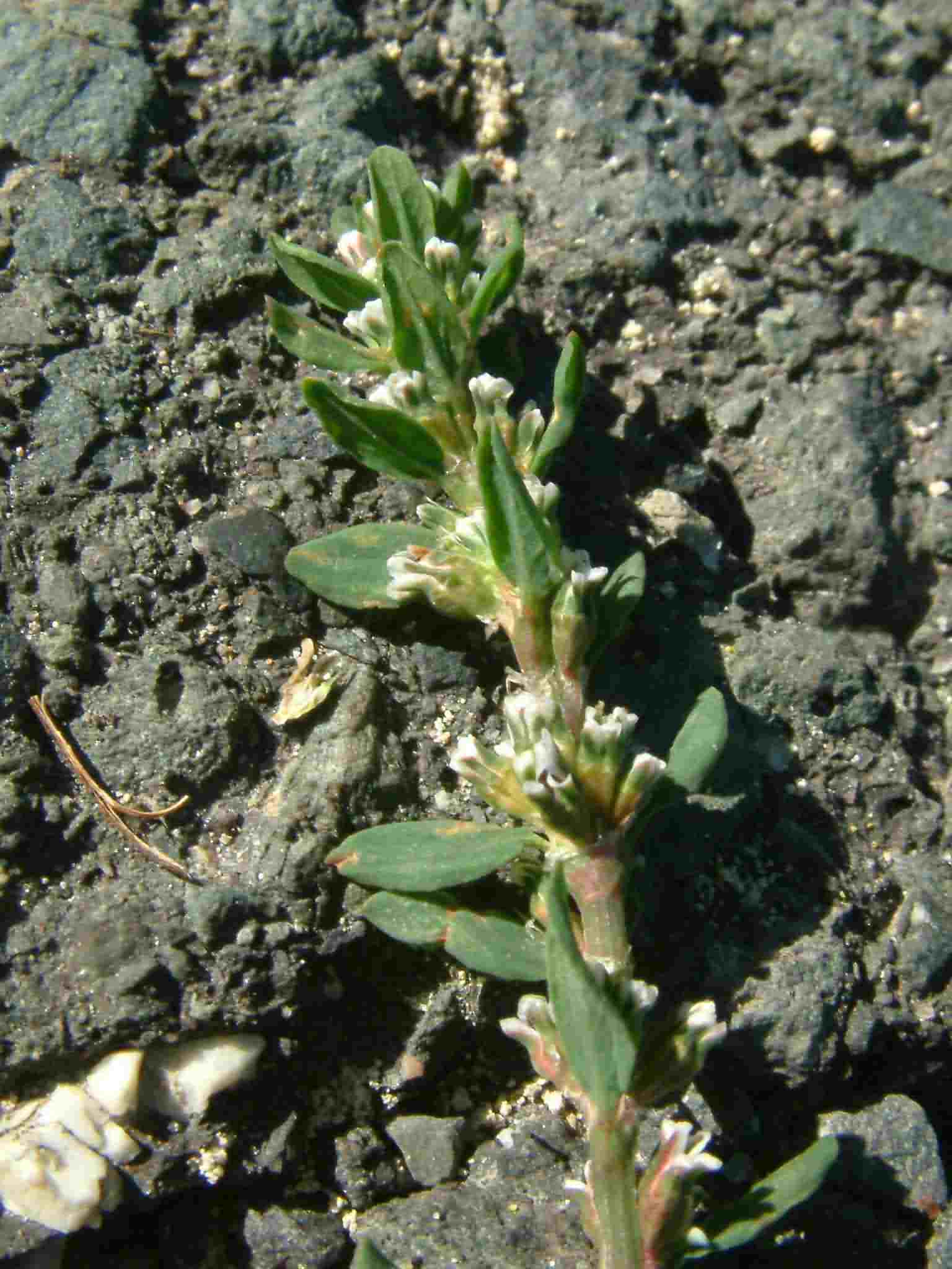 Polygonum arenastrum 2