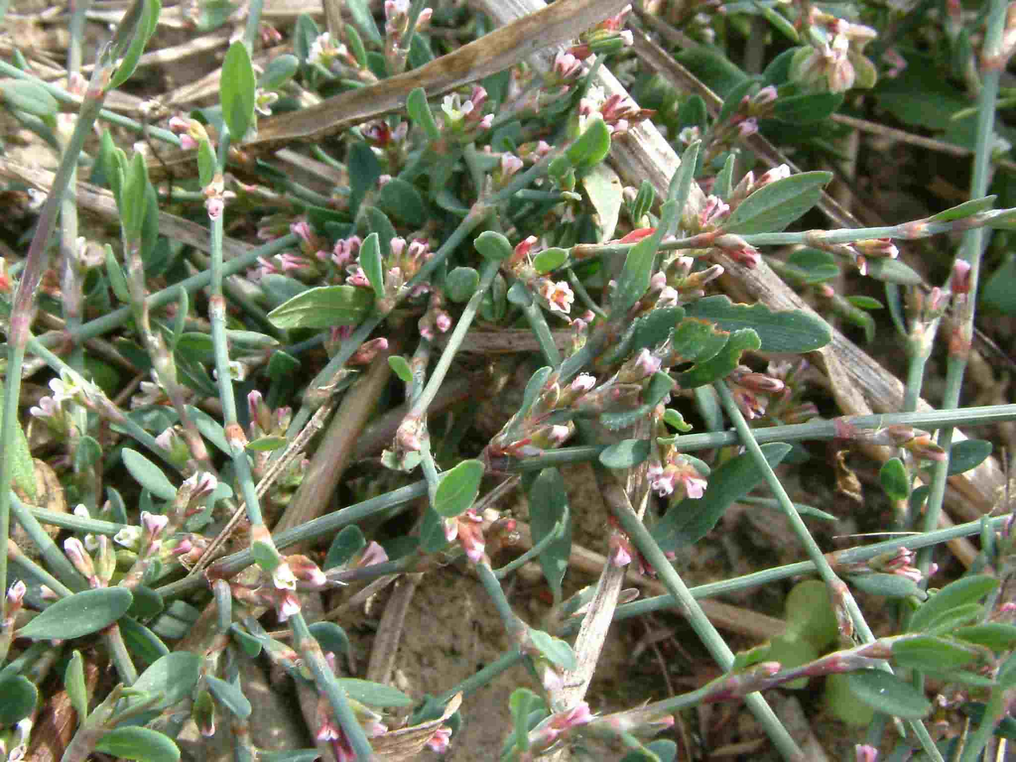 Polygonum aviculare 1