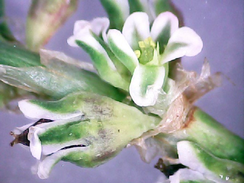 Polygonum aviculare 2