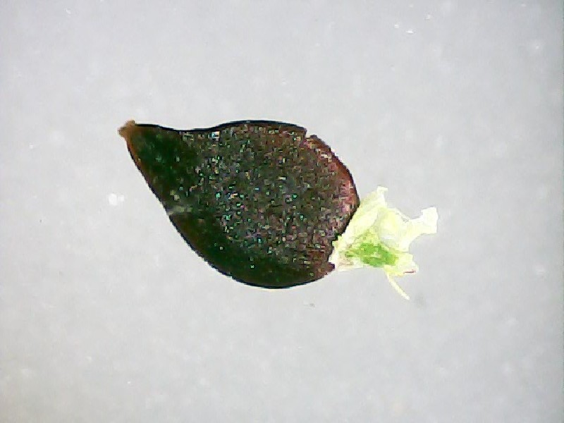 Polygonum aviculare 3