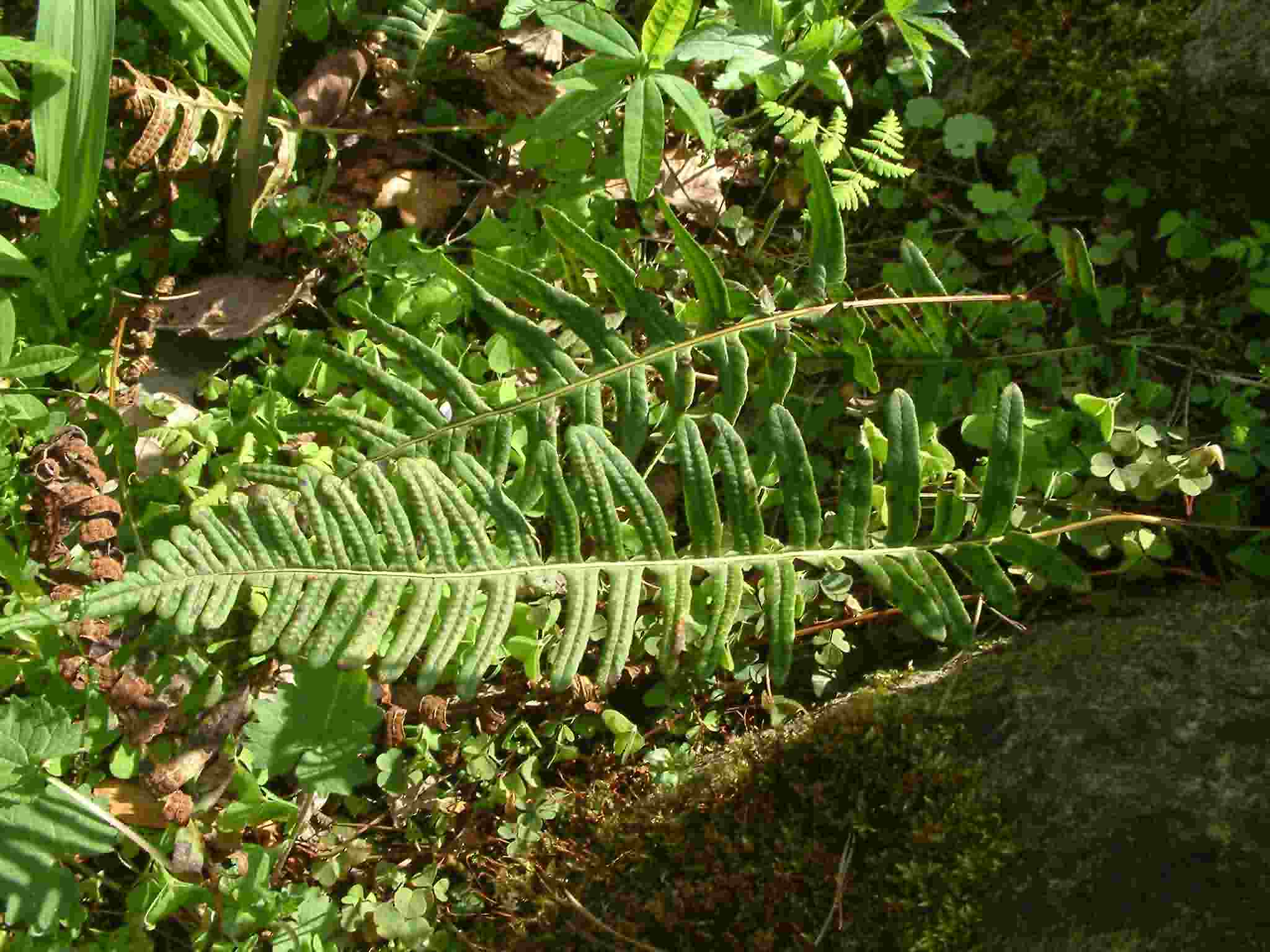 Polypodium interjectum 1