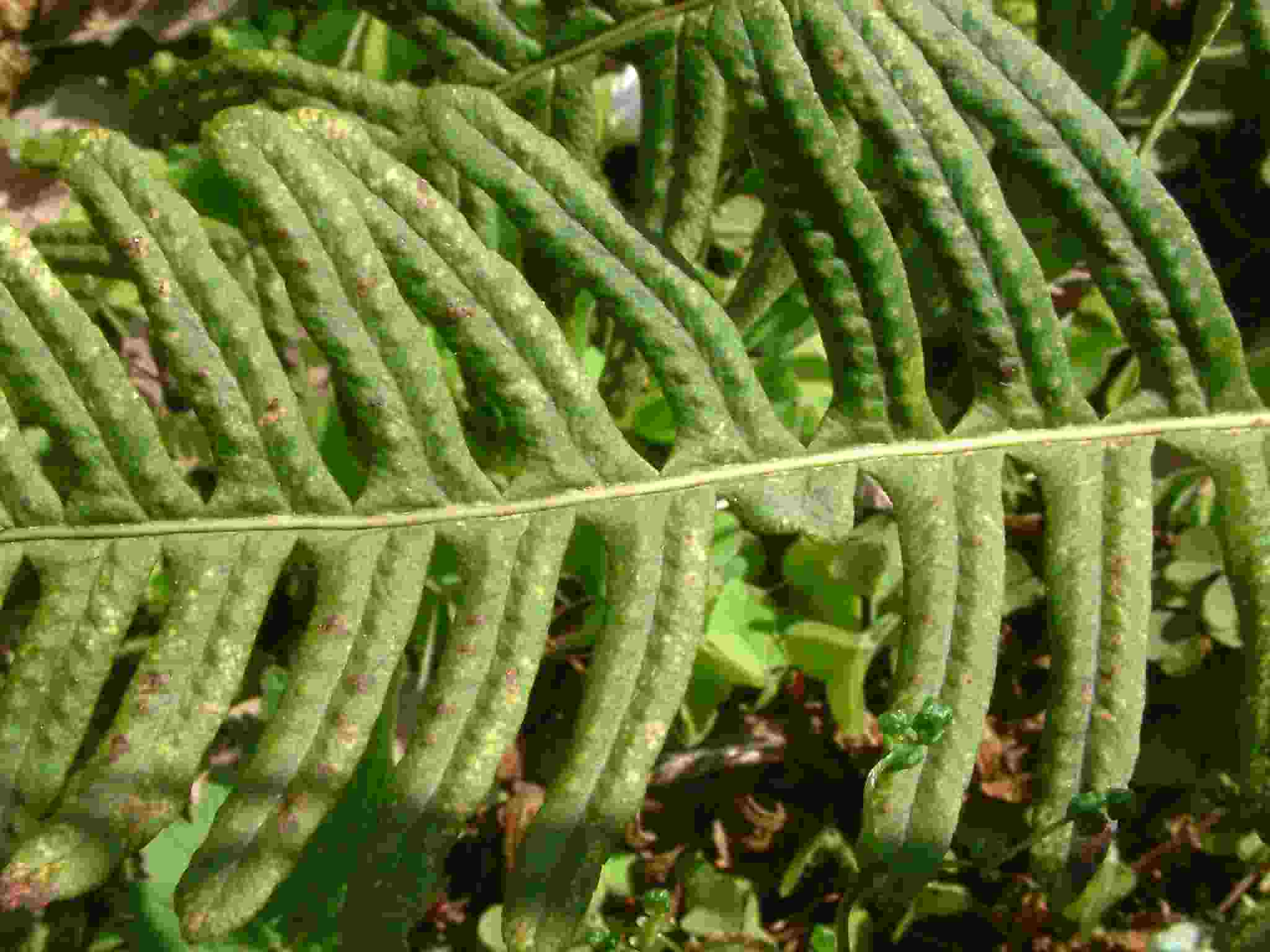 Polypodium interjectum 2