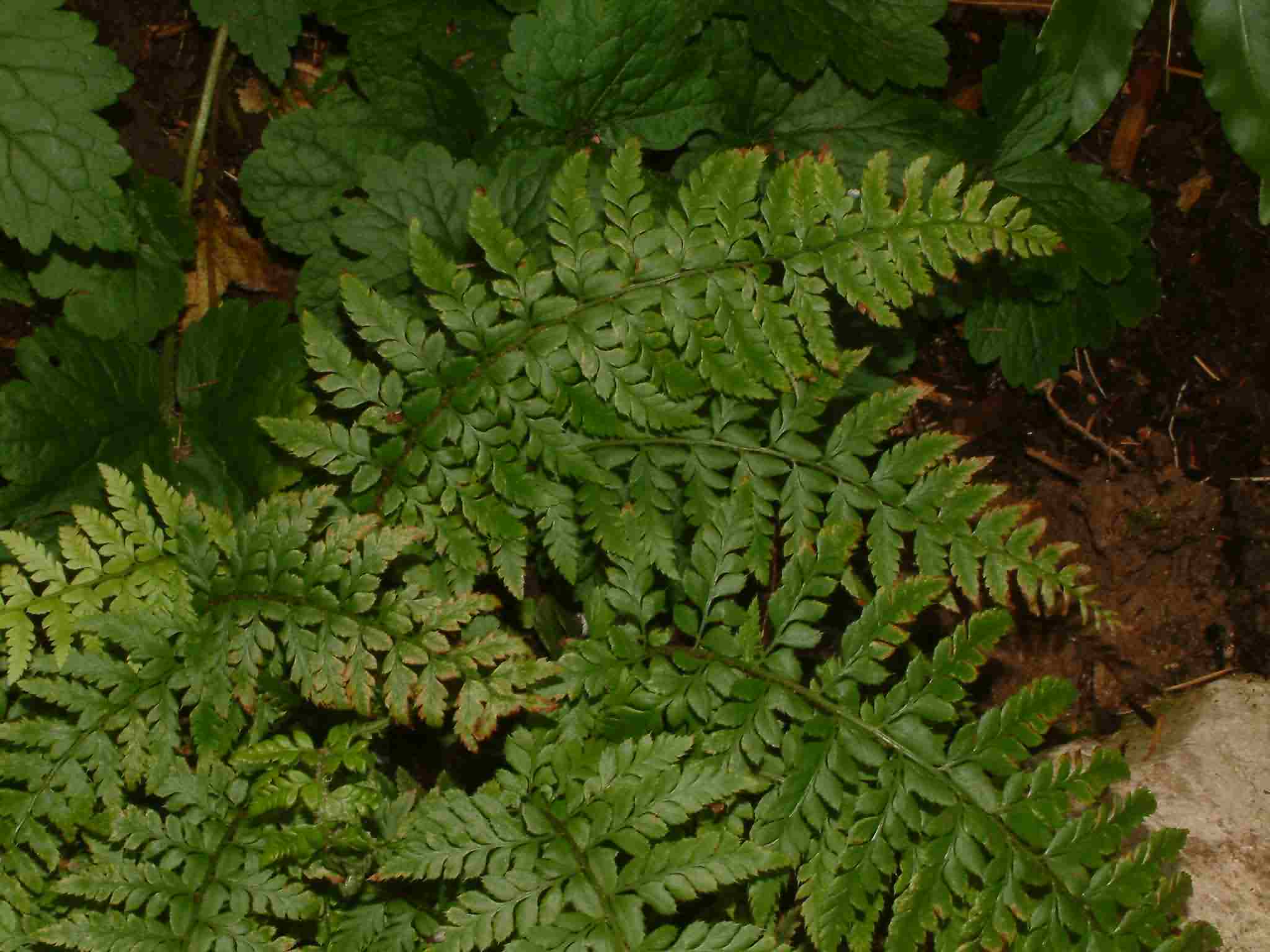 Polystichum aculeatum 1