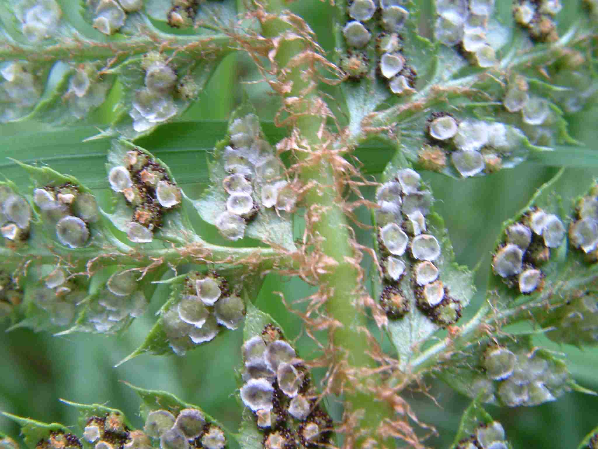 Polystichum aculeatum 4