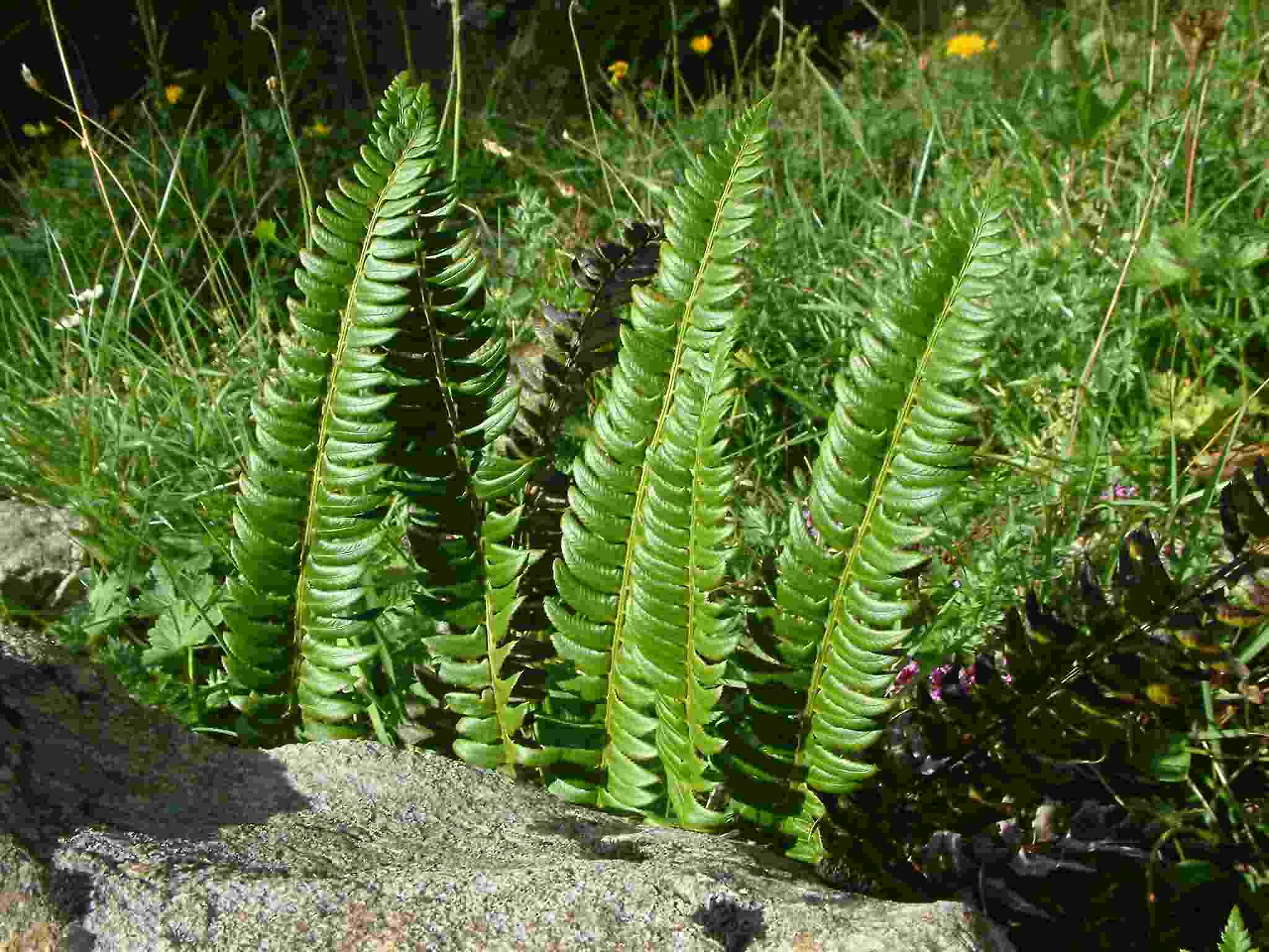 Polystichum lonchitis 1