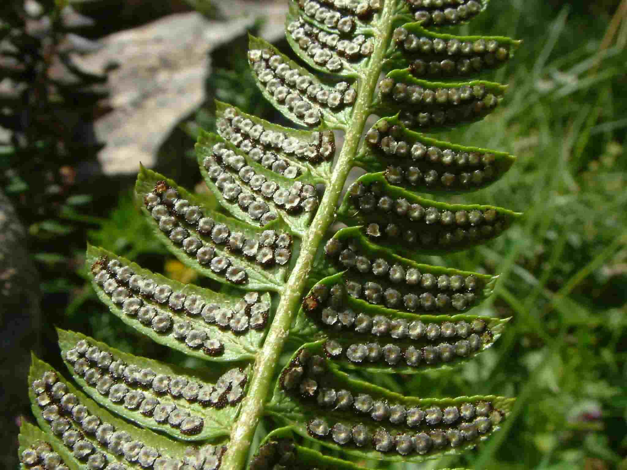 Polystichum lonchitis 2