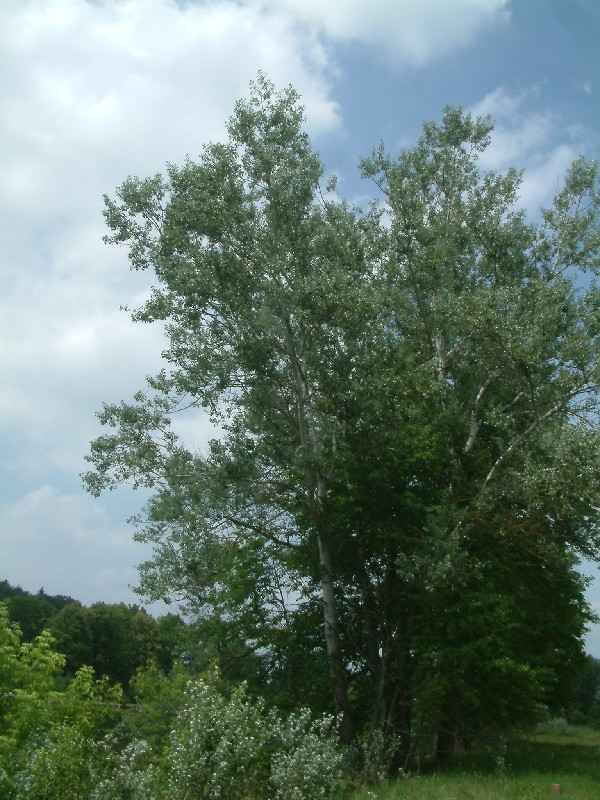 Populus alba 1