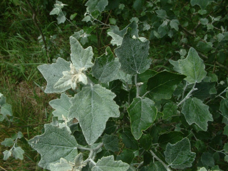 Populus alba 2