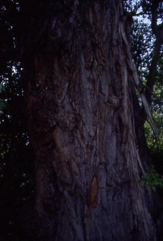 Populus nigra 2