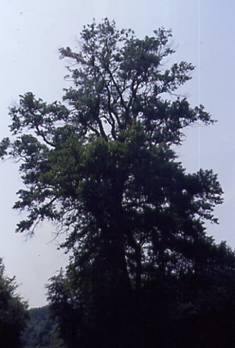 Populus nigra 1