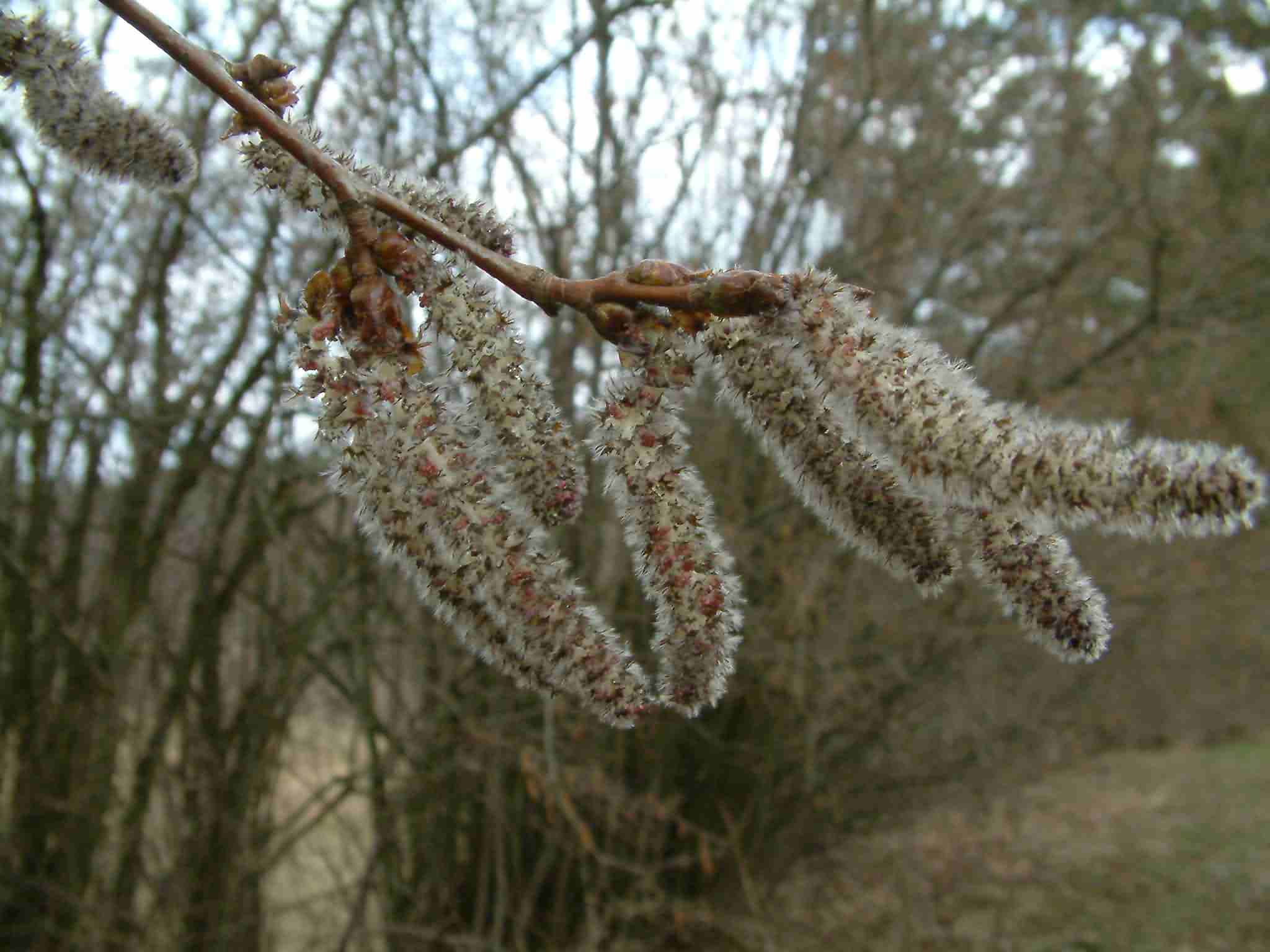 Populus tremula 1