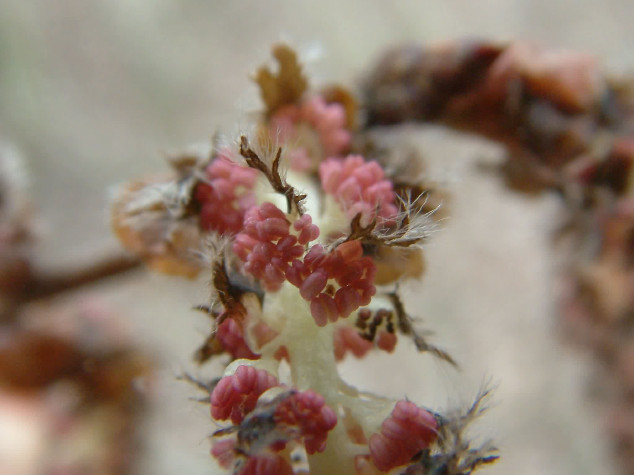 Populus tremula 2