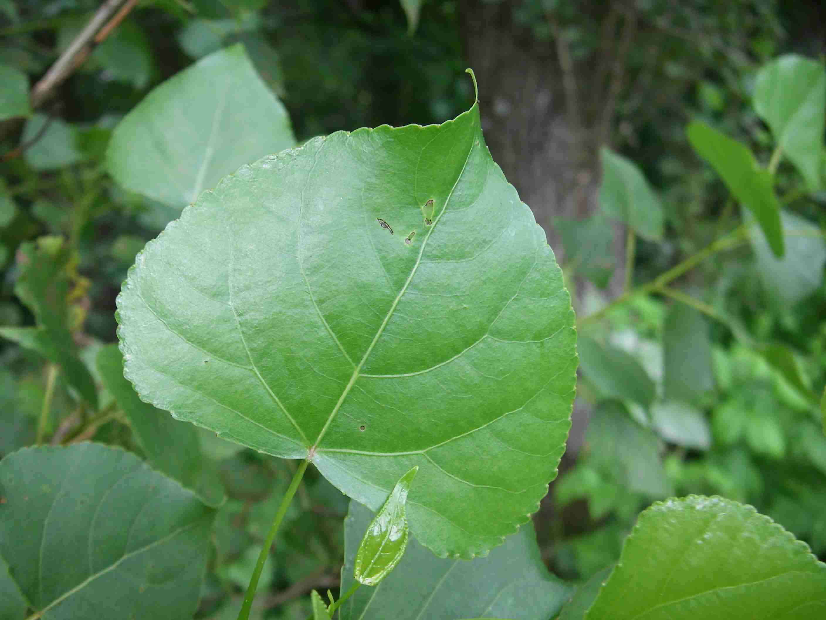 Populus x canadensis 1