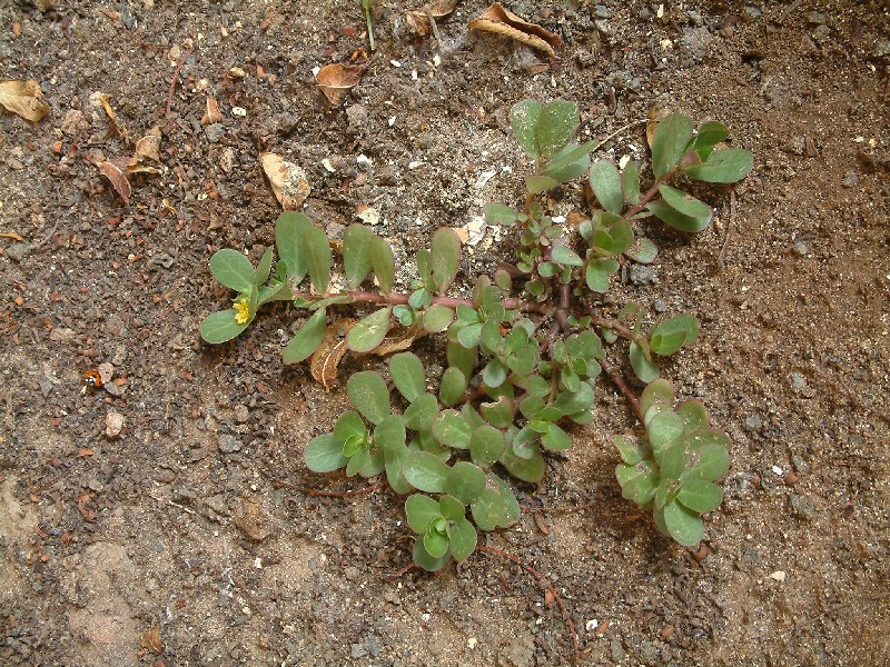 Portulaca oleracea 1