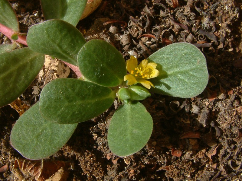 Portulaca oleracea 2